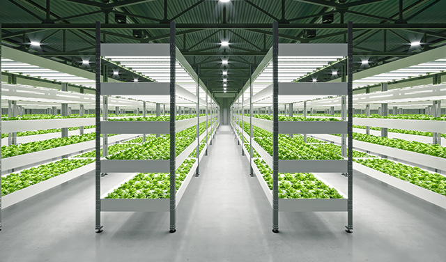 hydroponic farming.