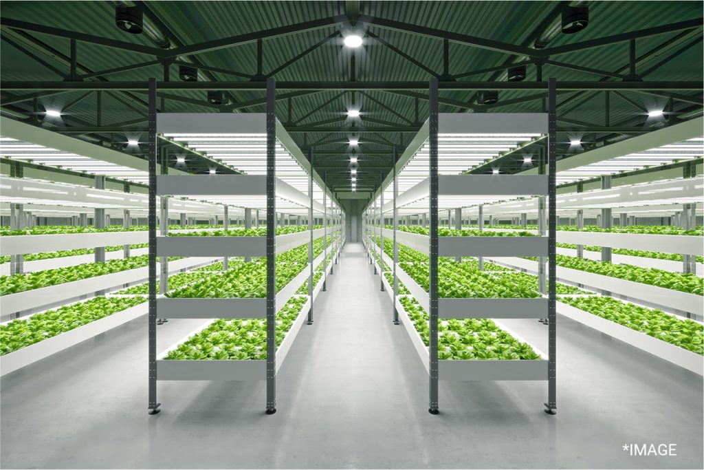 hydroponic farming